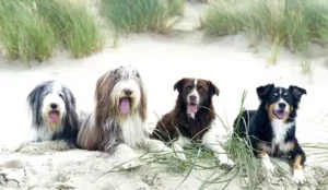 dachzelt dorf amrum schleswig-holstein duenen hunde dachzelt hotel