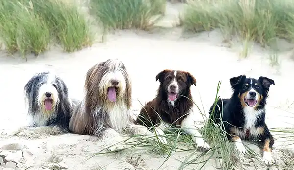 dachzelt dorf amrum schleswig-holstein duenen hunde dachzelt hotel
