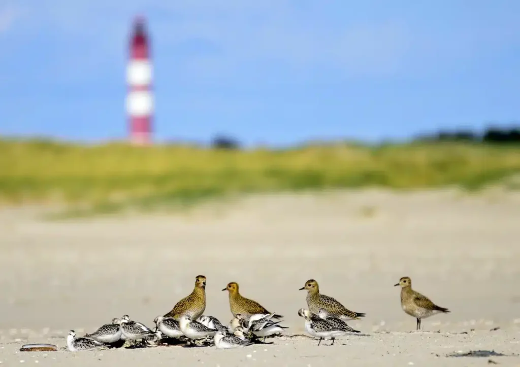 amrum schleswig-holstein deutschalnd leuchtturm wasserlaeufer sand