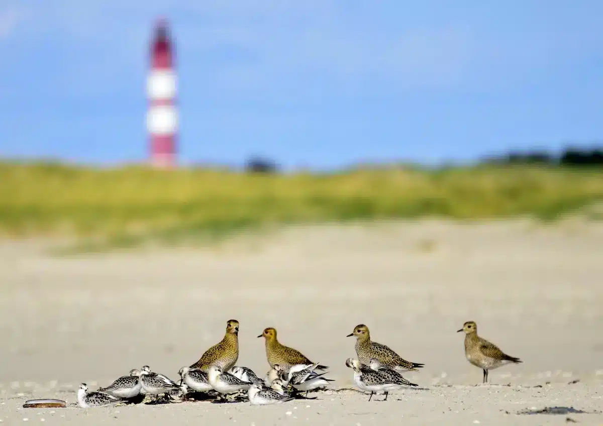 amrum schleswig-holstein deutschalnd leuchtturm wasserlaeufer sand