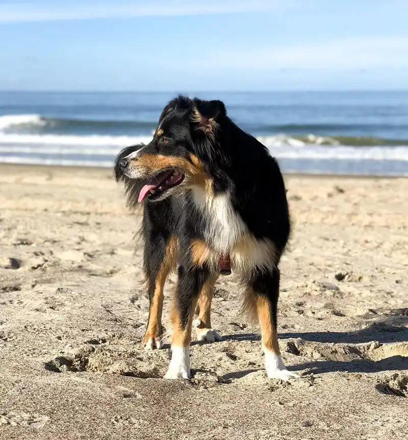strandurlaub mit hund dachzelt dorf amrum duenencamping