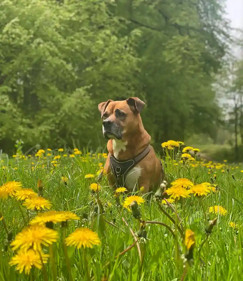 uebernachten mit hund dachzelt dorf loewenzahn