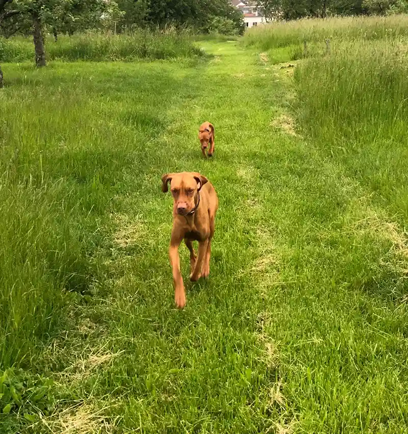 hunde wiese dachzelt dorf aussergewoehnliche unterkuenfte deutschland mit hund
