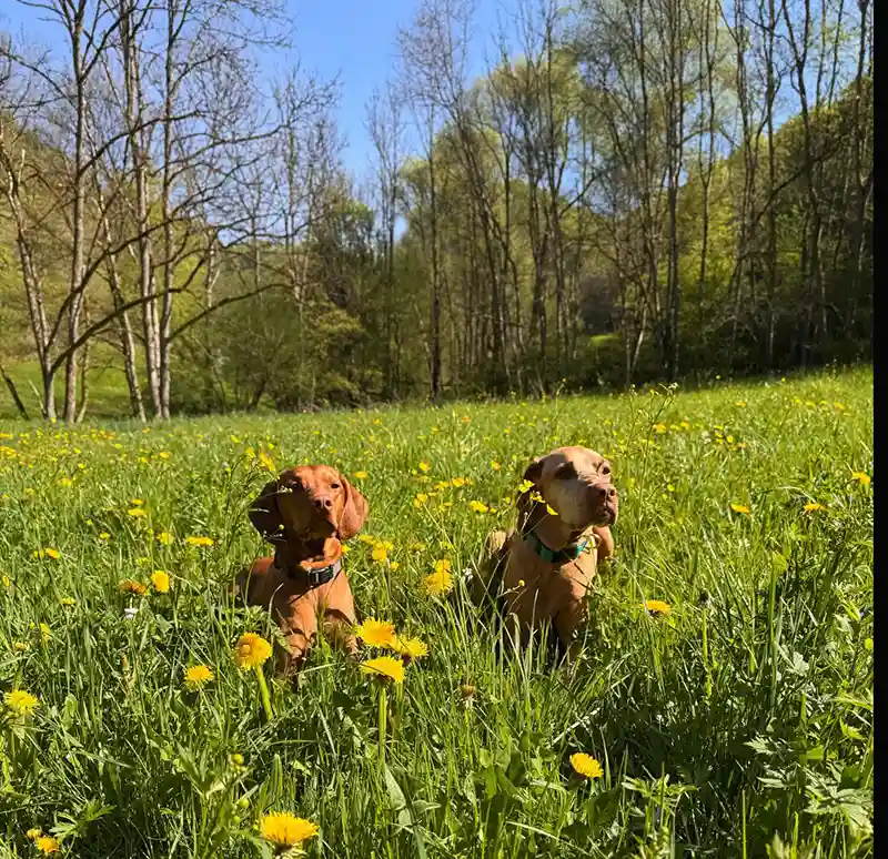 aussergewoehnlich uebernachten mit hund dachzelt dorf wiese hunde loewenzahn
