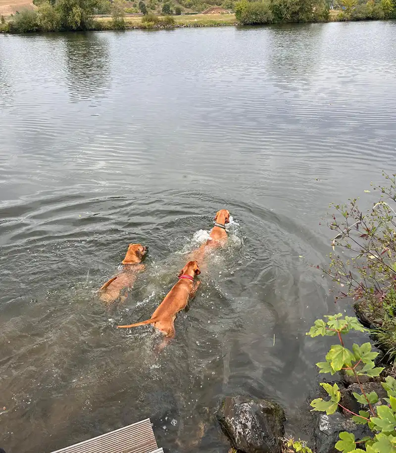 aussergewoehnliche unterkuenfte deutschland mit hund dachzelt doerfer hunde schwimmen fluss wasser