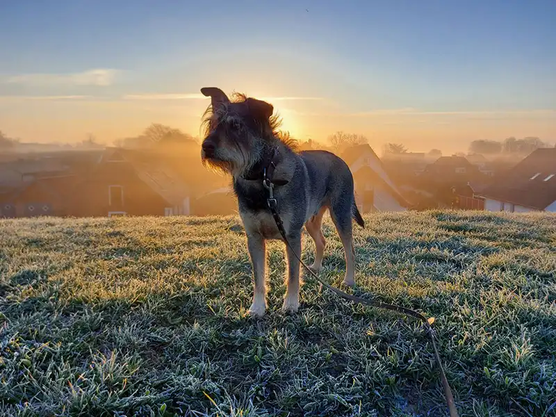 aussergewoehnlich uebernachten mit hund dachzelt dorf sandstedt weserhenne