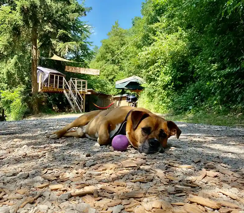 aussergewoehnlich uebernachten mit hund dachzelt dorf thulba ball