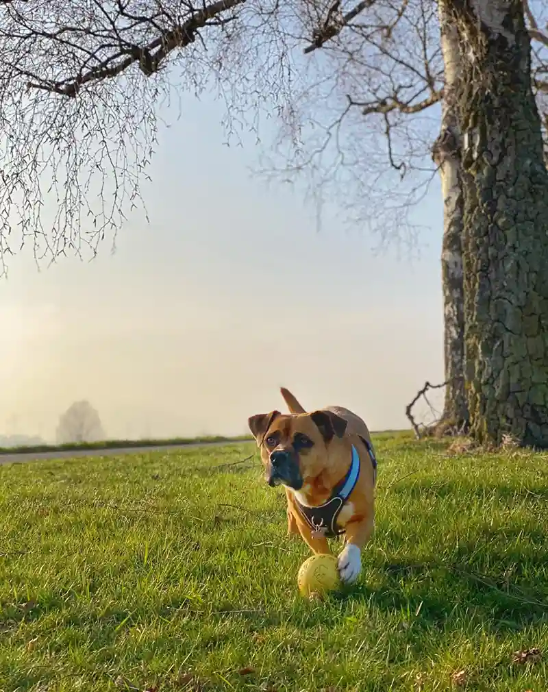 guenstig uebernachten mit hund dachzelt dorf 