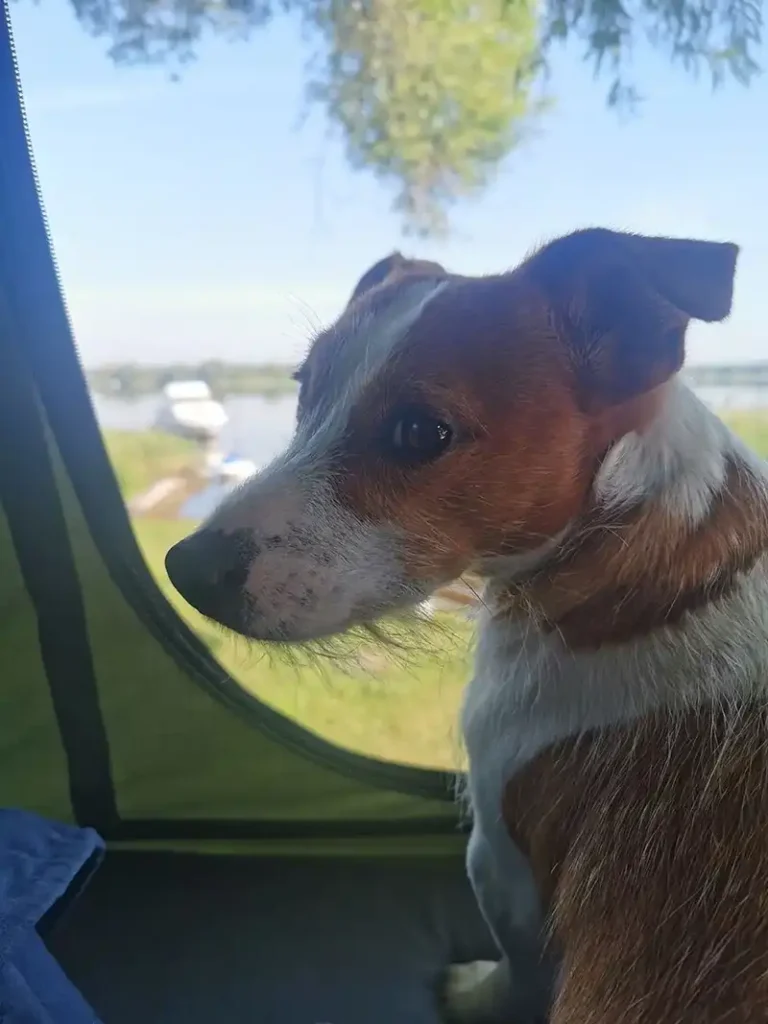 dachzelt mit hund dachzelt doerfer uebernachten