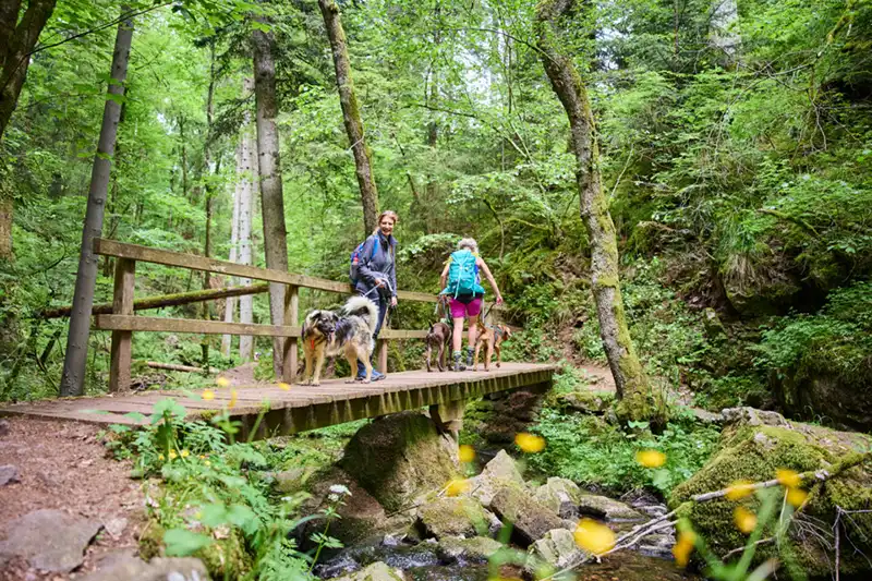 hochschwarzwald tourismus gmbh wandern mit hund im schwarzwald gauchaschlucht