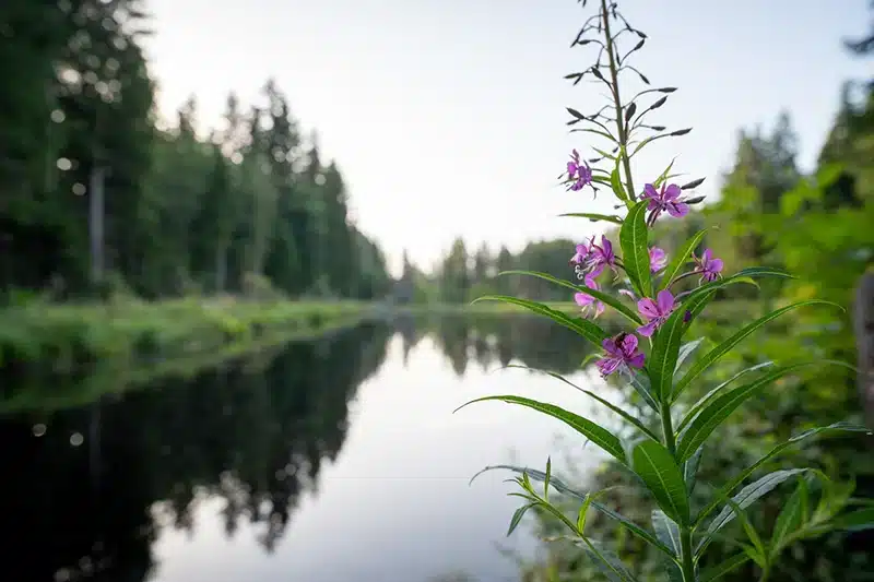 lume eisweiher wandern im schwarzwald hochschwarzwald tourismus gmbH