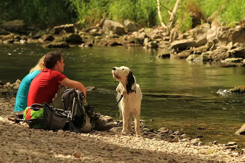 wandern im schwarzwald mit hund albsteig sascha hotz