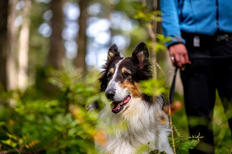 wandern mit hund hochschwarzwald tourismus gmbh