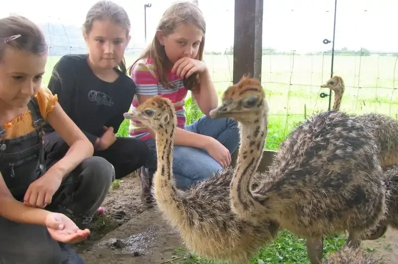 radtouren schwarzwald familienradweg suedschwarzwald schwarzwald tourismus