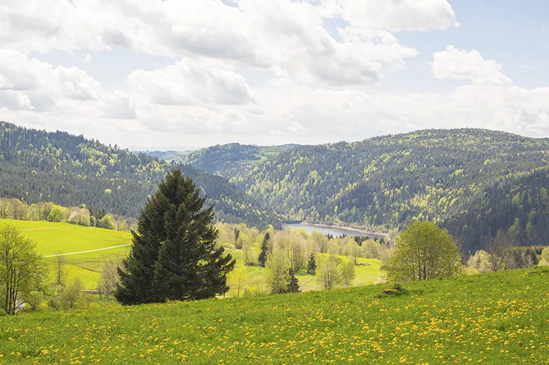 unterkunft mit hund schwarzwald wanderung hochschwarzwald tourismus gmbh