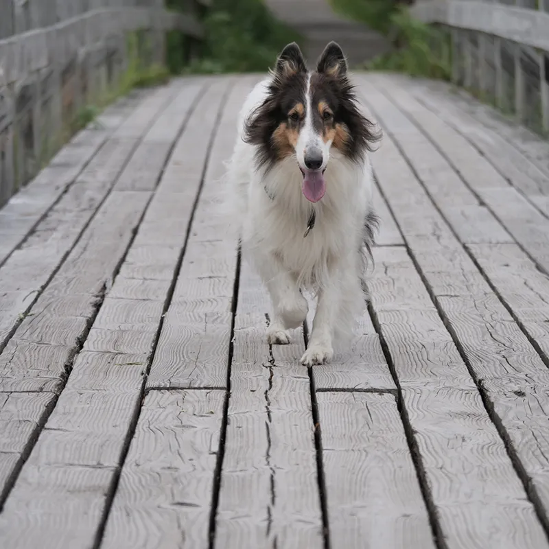 unterkunft mit hund schwarzwald wanderung hochschwarzwald tourismus gmbh