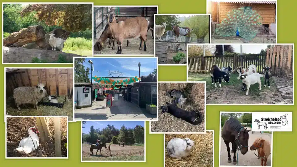 streichelzoo ruelzheim familienausflug kinder